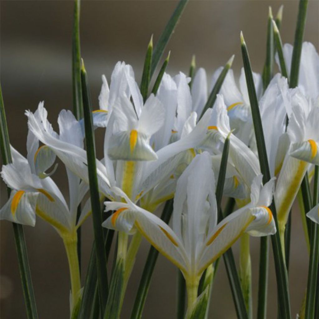 Iris reticulata Natascha - Iris réticulé