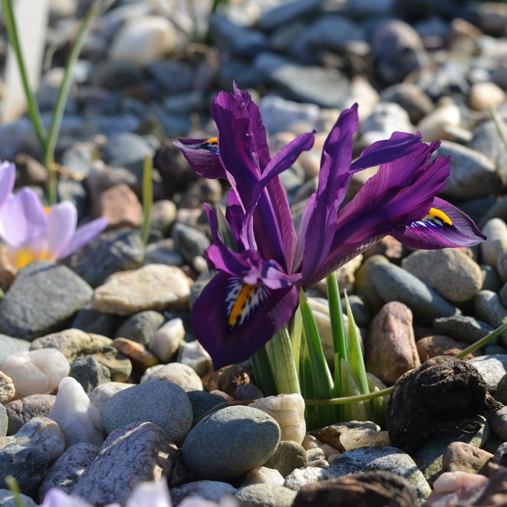 Iris reticulata Scent Sational - Lirio