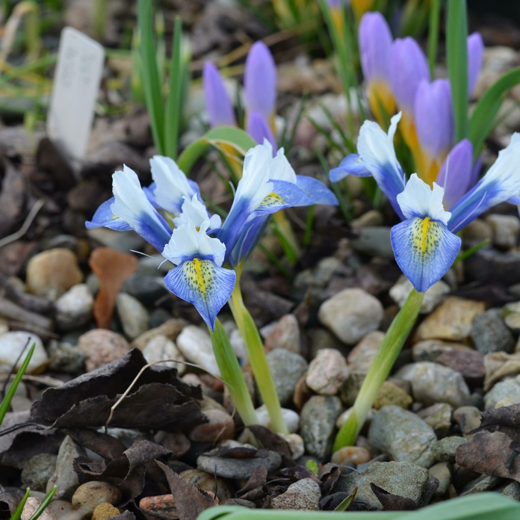 Iris reticulata Sea Breeze - Lirio