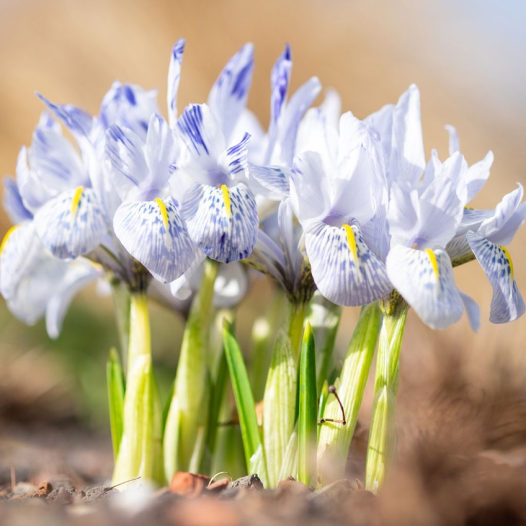 Iris  reticulata Sheila Ann Germaney - Iris réticulé