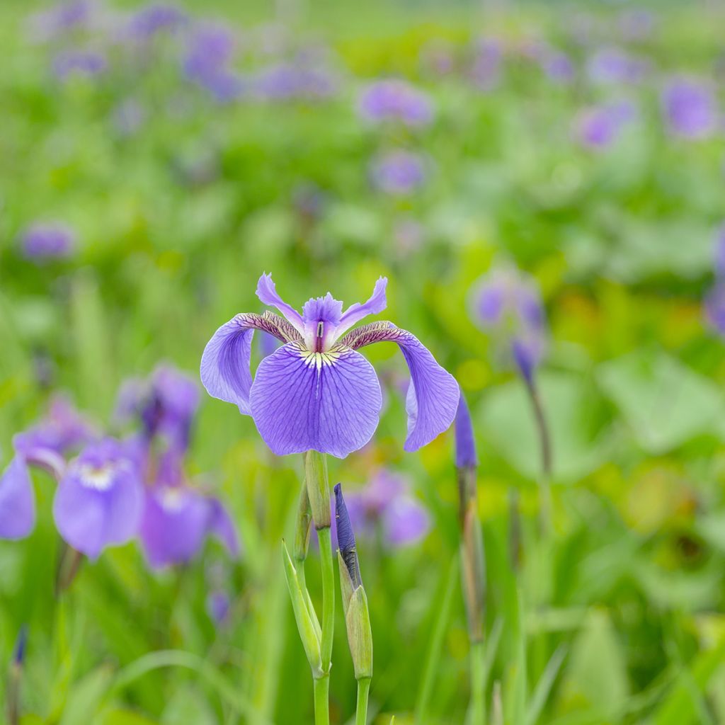 Iris setosa