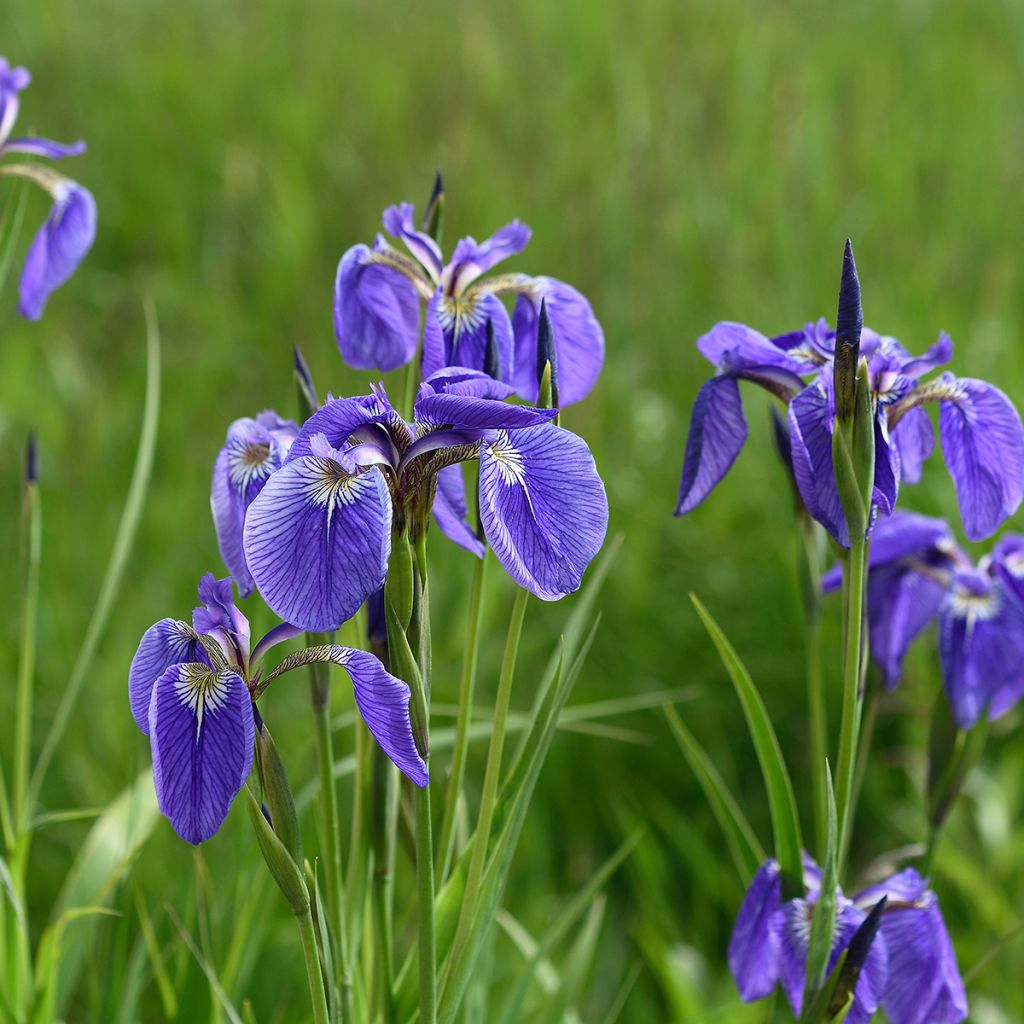 Iris setosa