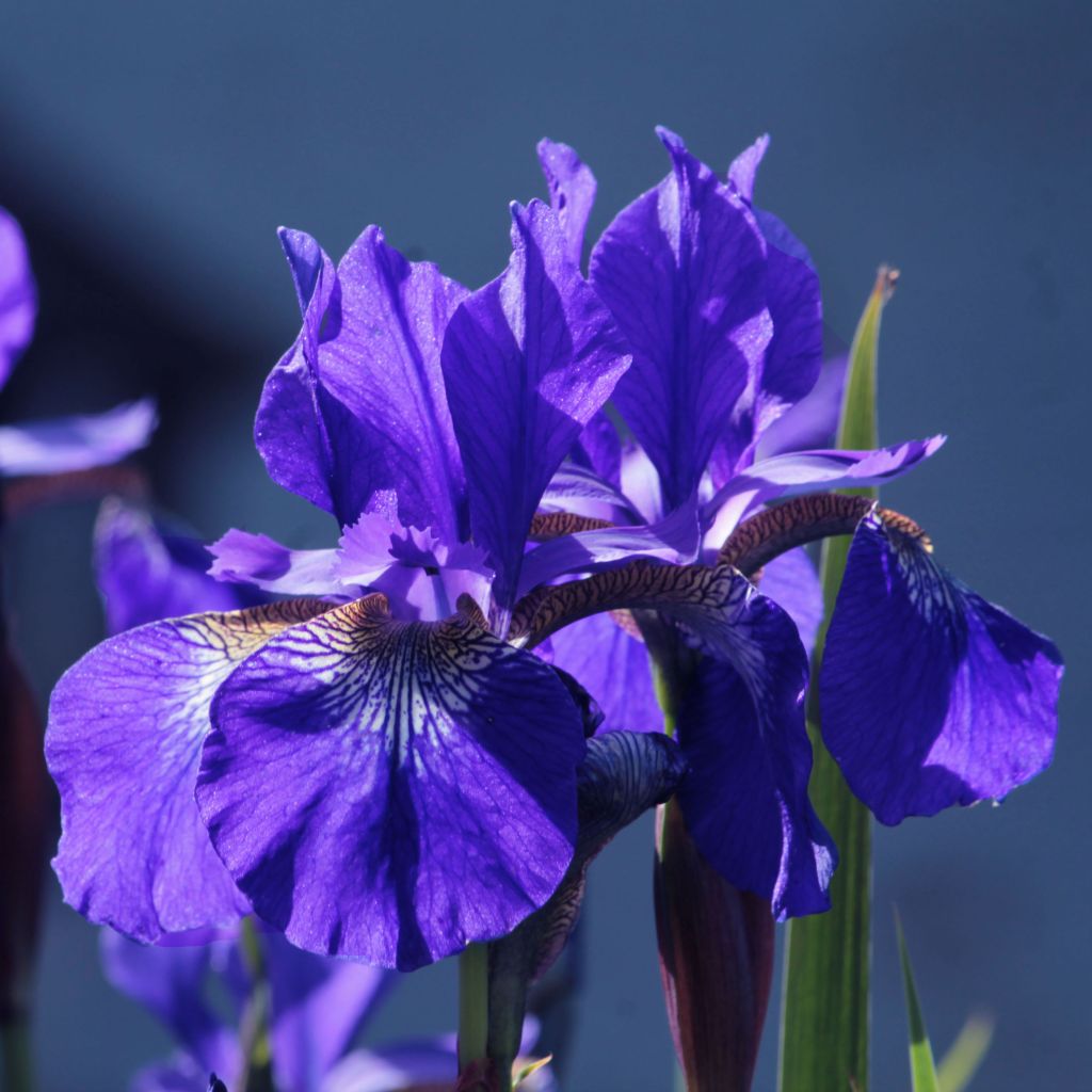 Iris de Sibérie - Iris sibirica Blue King