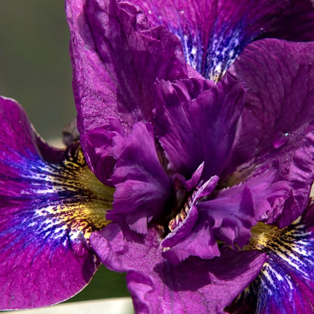 Lirio de Siberia Bundle of Joy - Iris sibirica