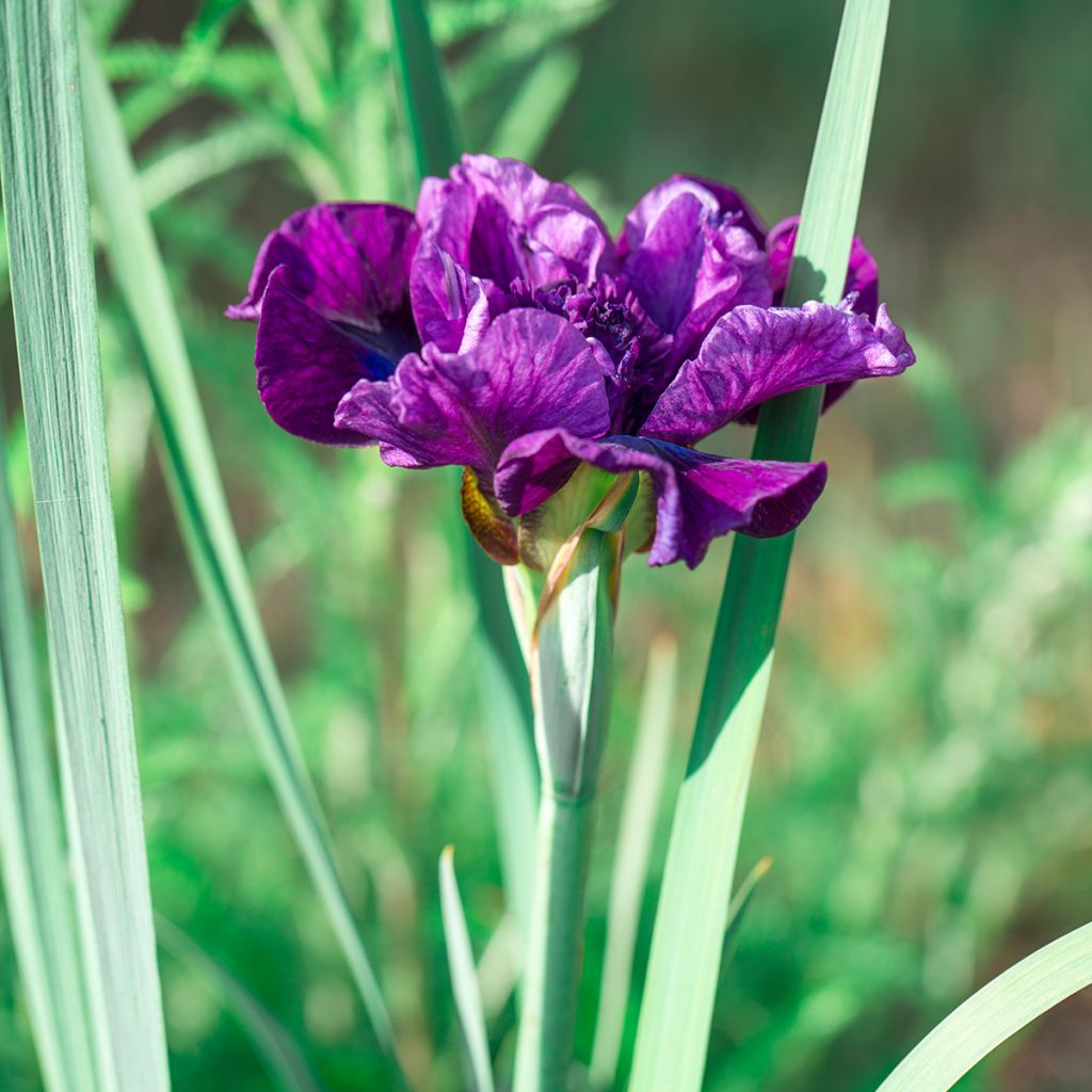 Lirio de Siberia Bundle of Joy - Iris sibirica