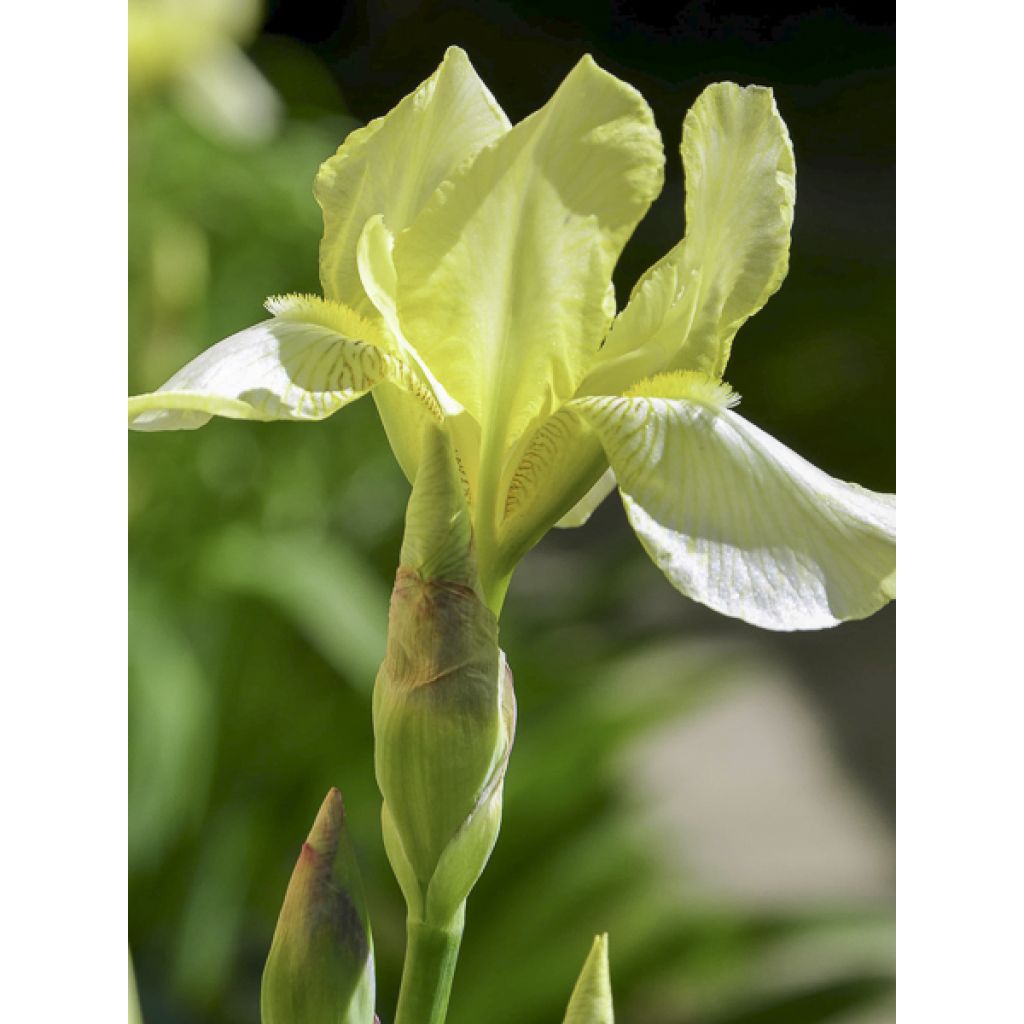 Lirio de Siberia Chartreuse Bounty - Iris sibirica