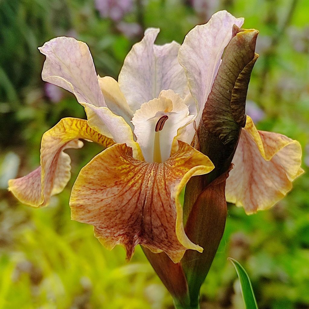 Lirio de Siberia Colonel Mustard - Iris sibirica