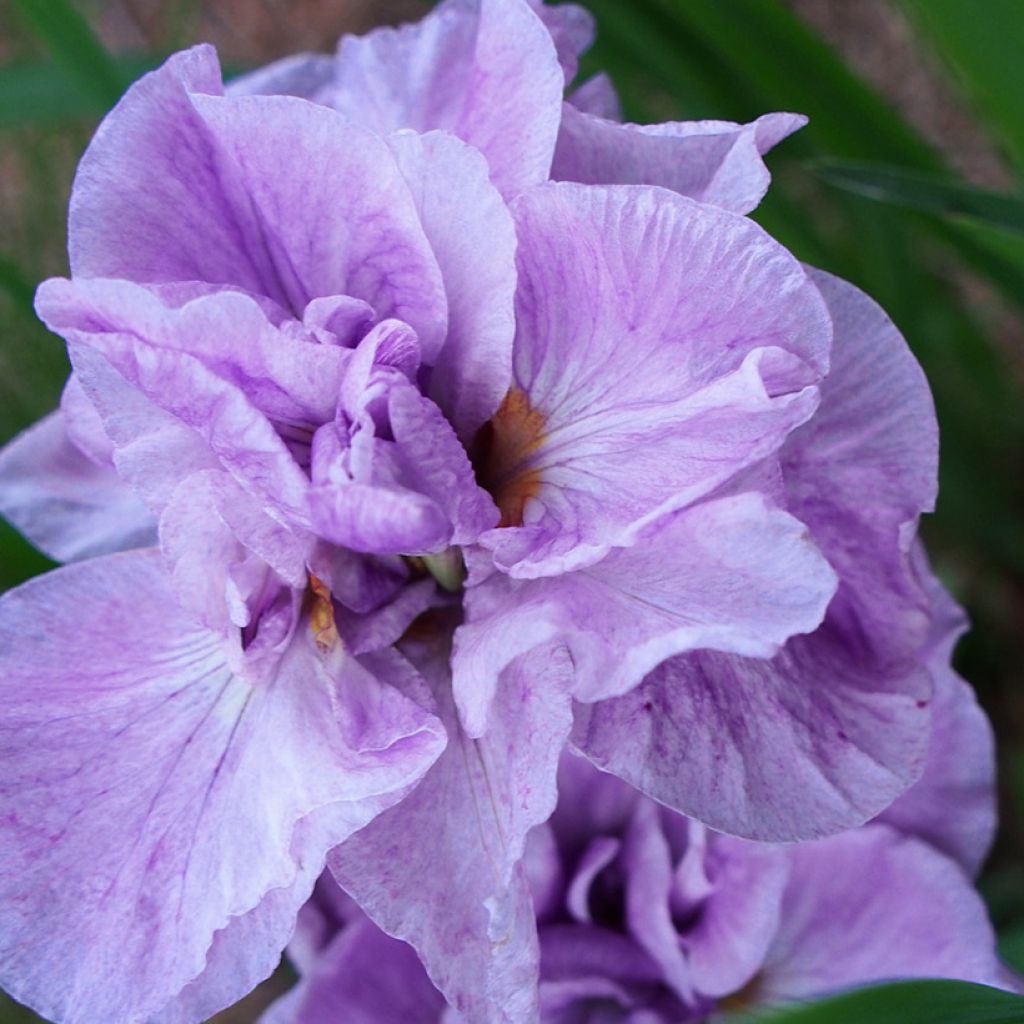 Lirio de Siberia Imperial Opal - Iris sibirica