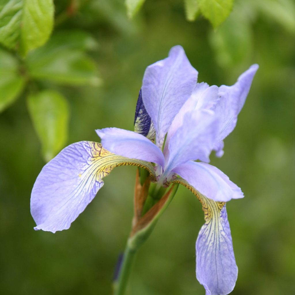 Lirio de Siberia Perry's Blue - Iris sibirica