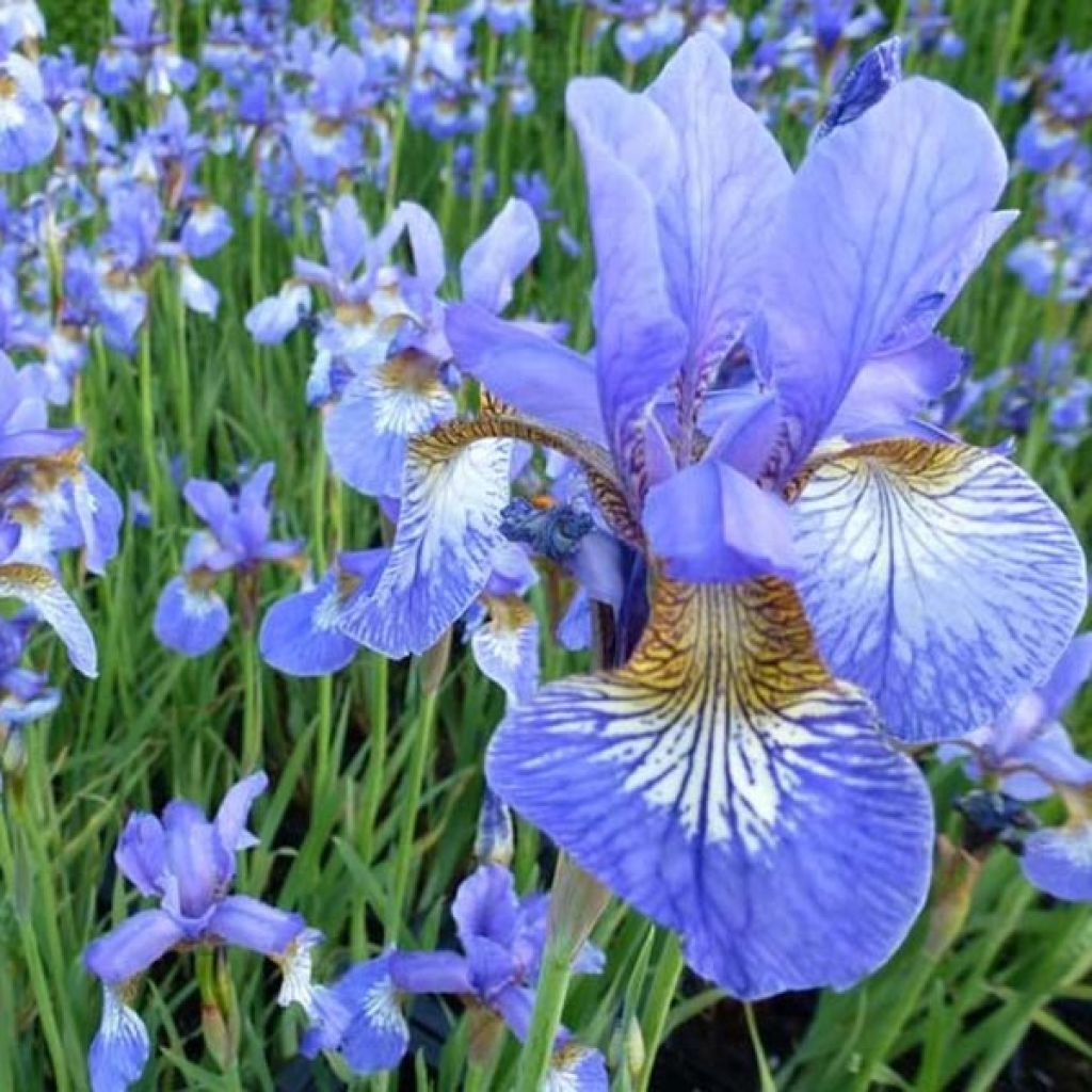 Lirio de Siberia Persimmon - Iris sibirica