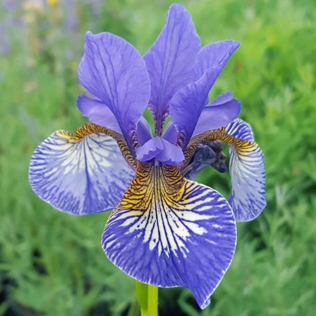 Lirio de Siberia Persimmon - Iris sibirica