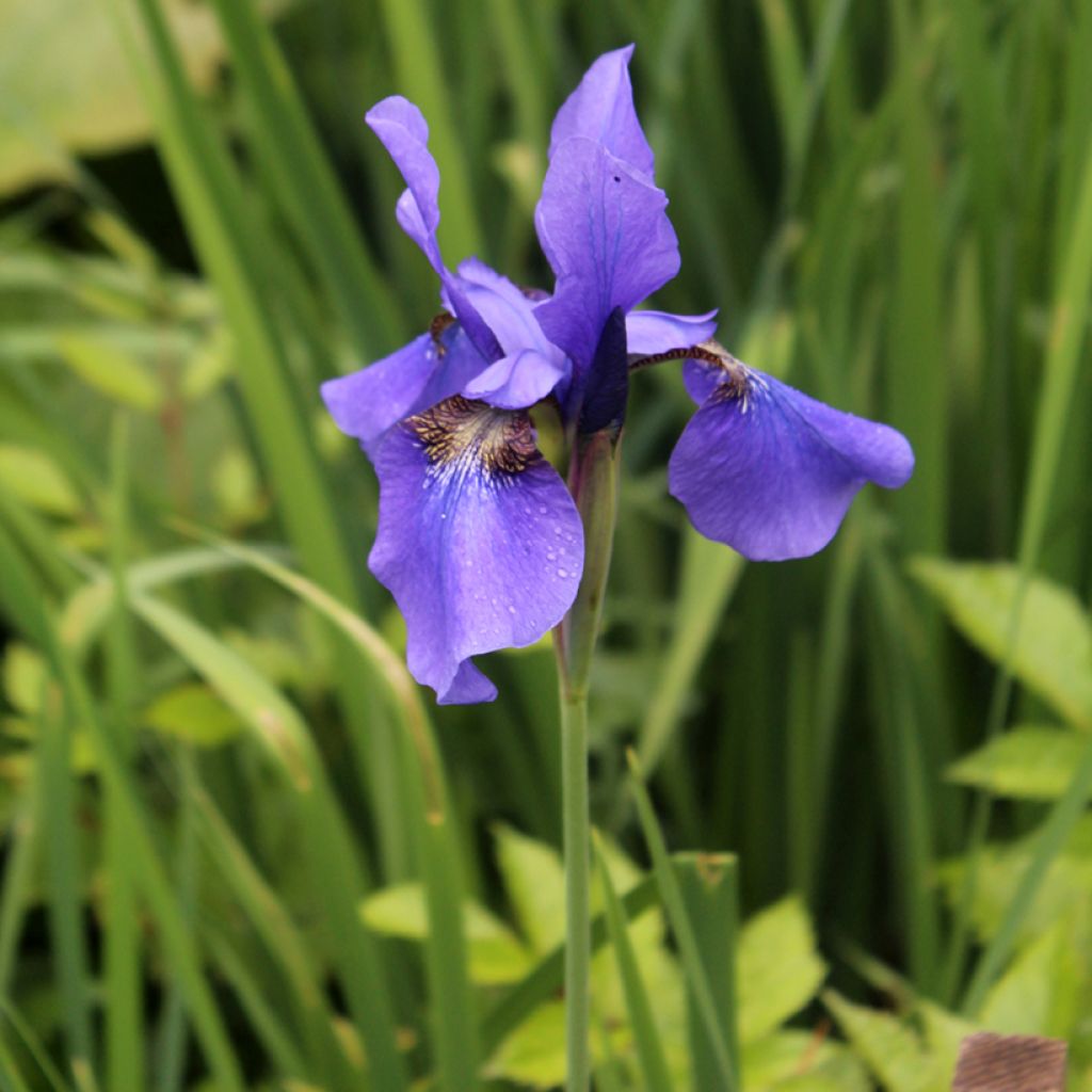 Lirio de Siberia Persimmon - Iris sibirica