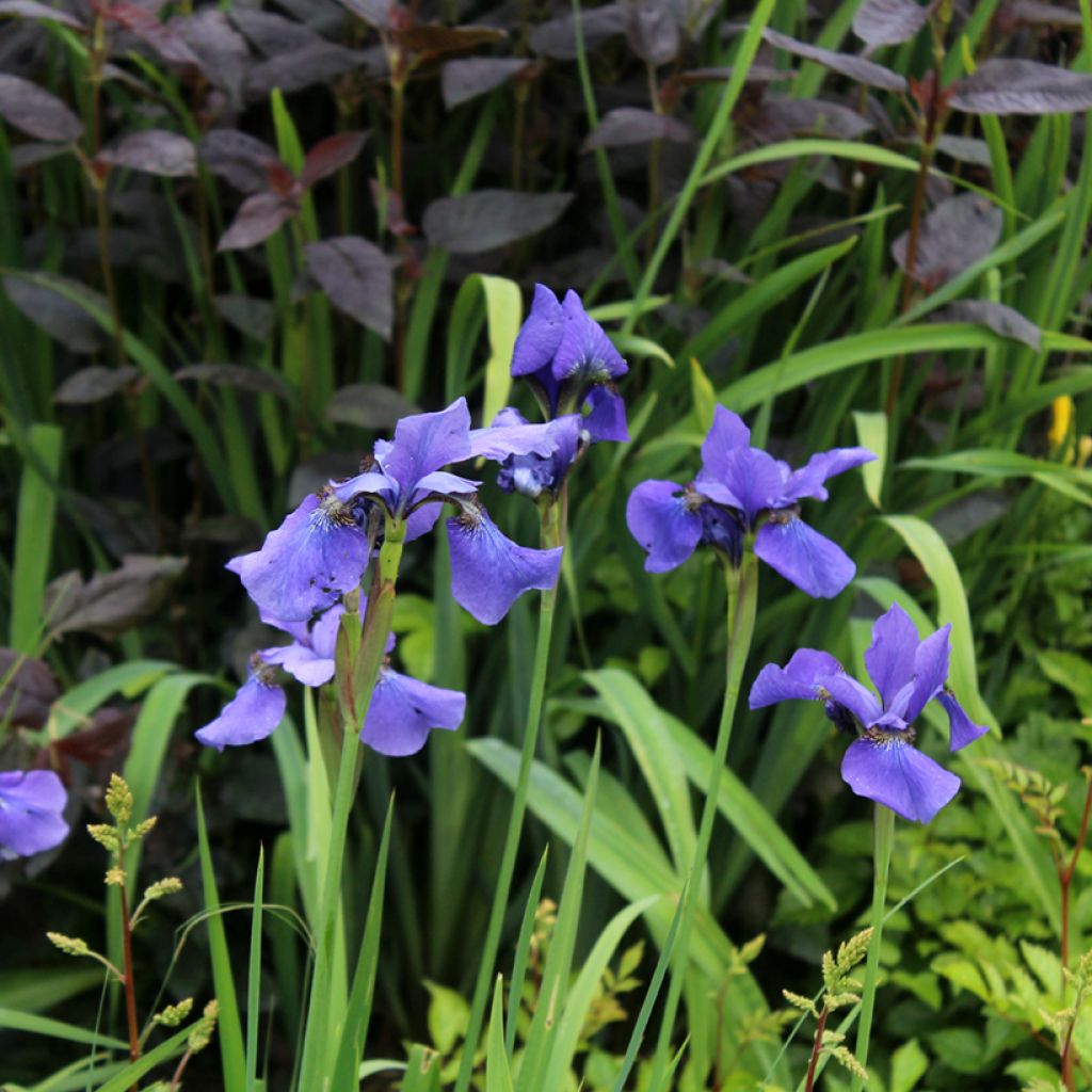 Lirio de Siberia Persimmon - Iris sibirica