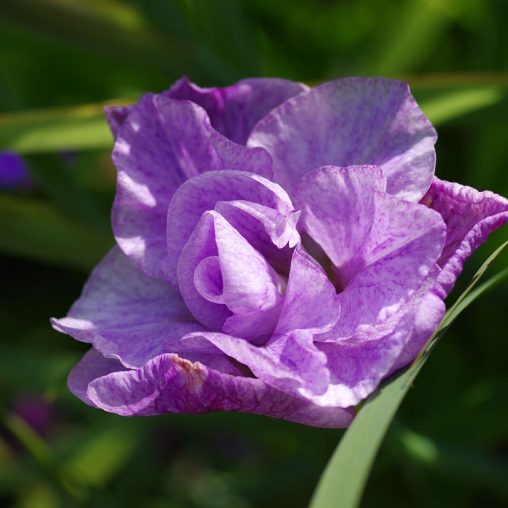 Lirio de Siberia Pink Parfait - Iris sibirica