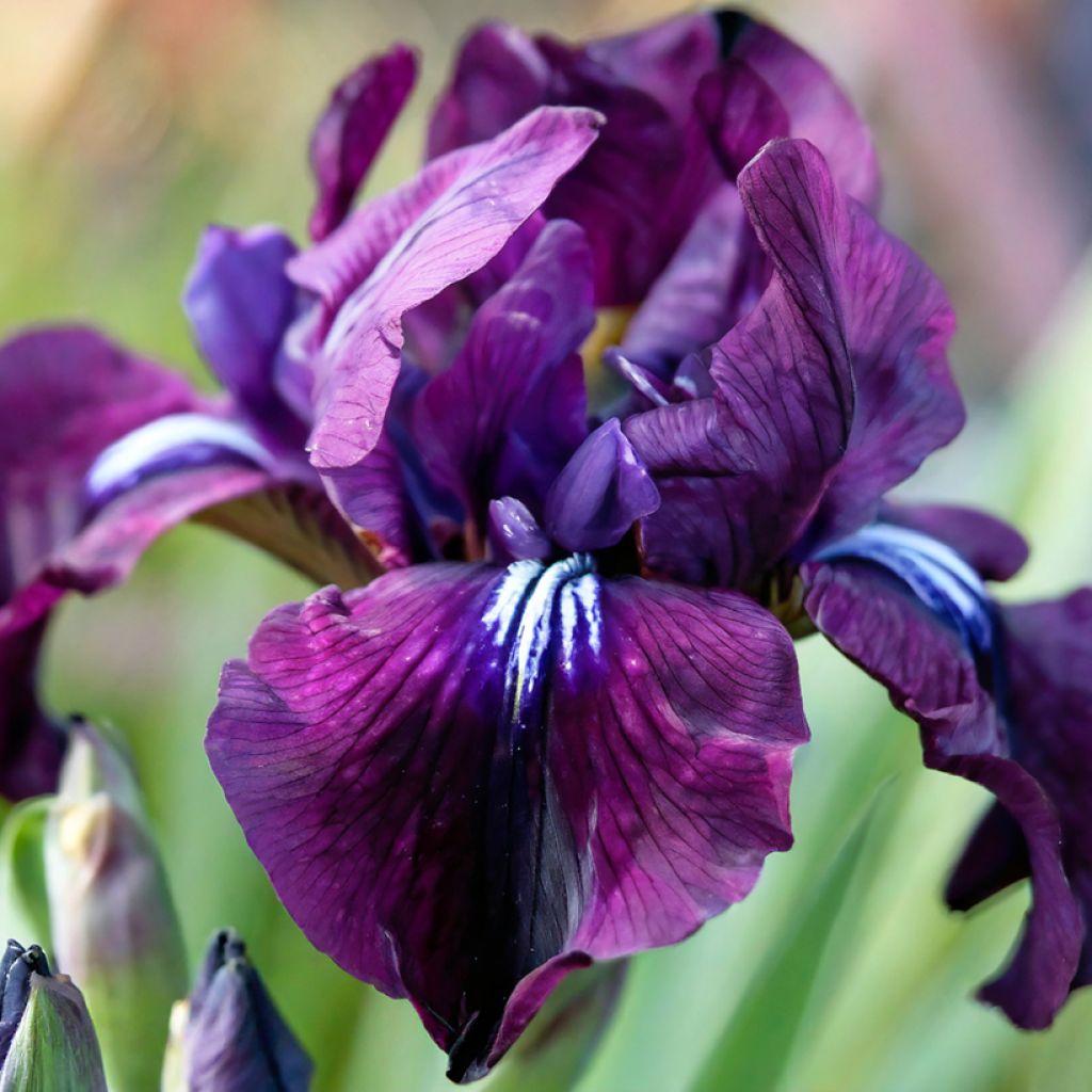 Lirio de Siberia Purplelicious - Iris sibirica