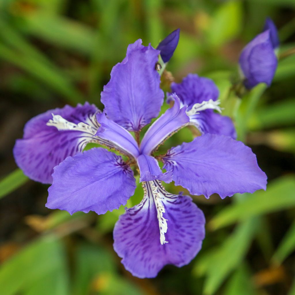 Iris de tejado - Iris tectorum