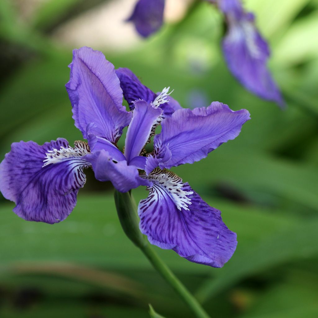 Iris de tejado - Iris tectorum