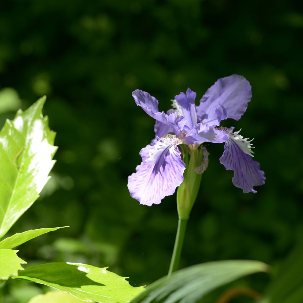 Iris de tejado - Iris tectorum