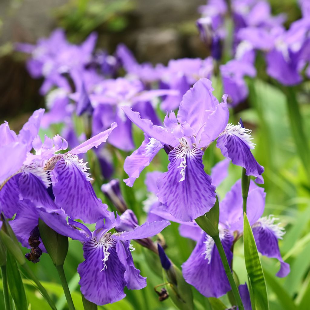 Iris de tejado - Iris tectorum