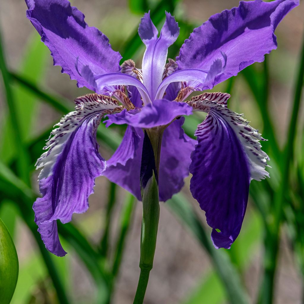 Iris de tejado - Iris tectorum