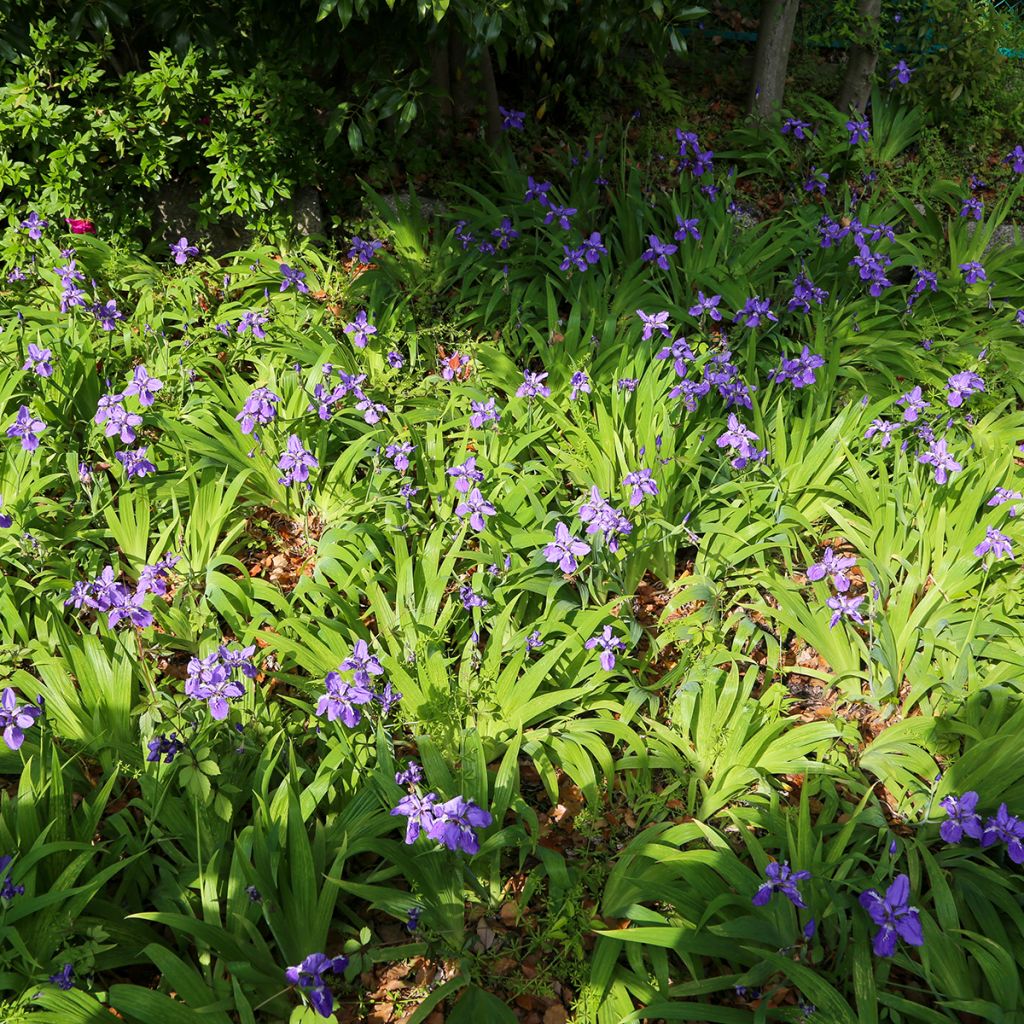 Iris de tejado - Iris tectorum