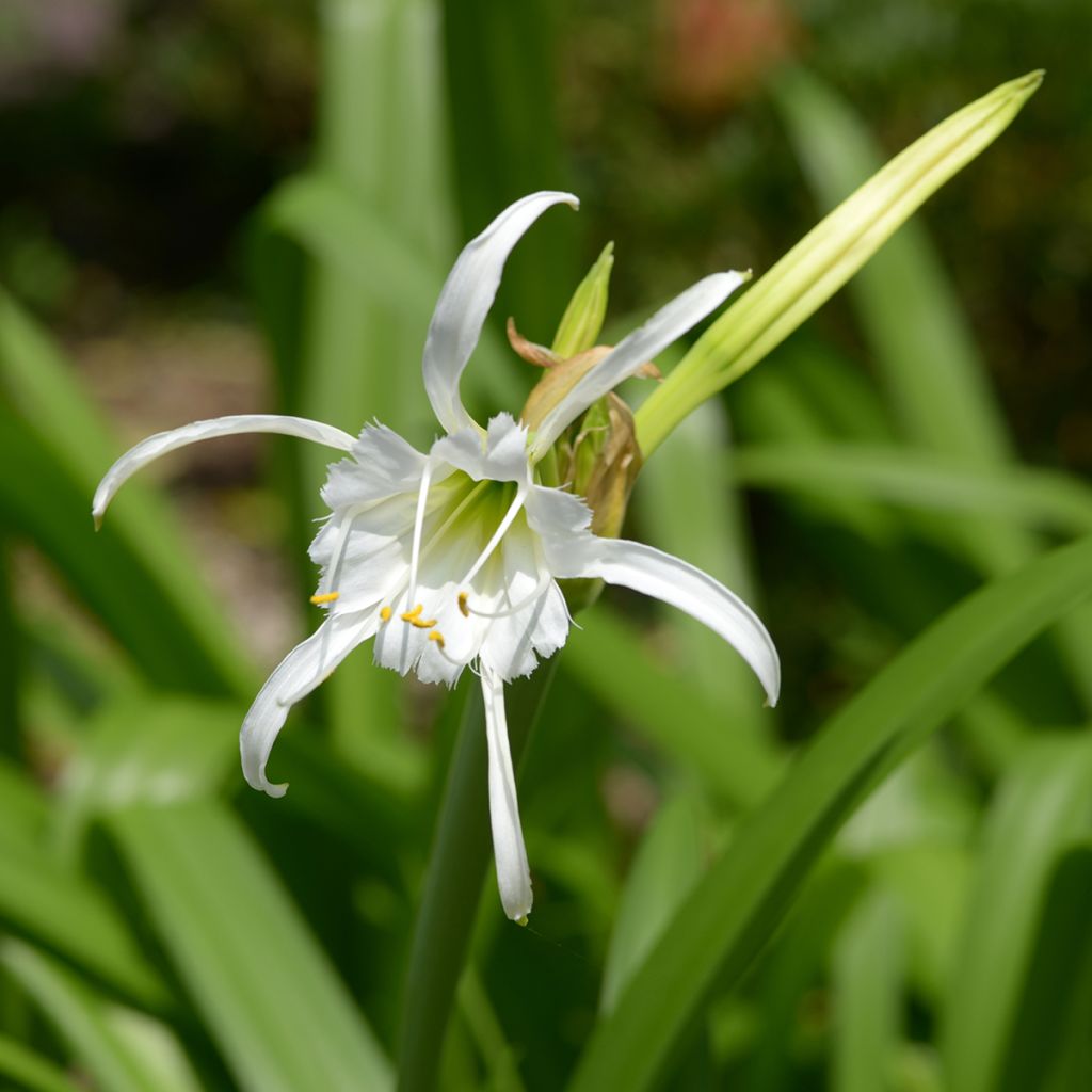 Hymenocallis festalis White - Lirio araña