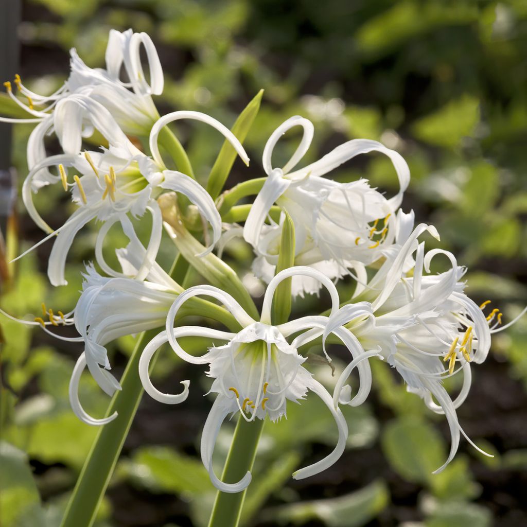 Hymenocallis festalis White - Lirio araña