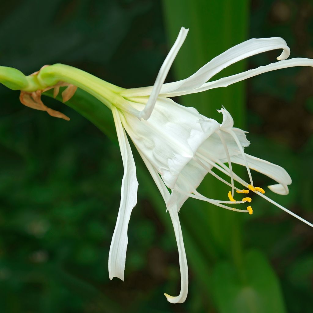 Hymenocallis festalis White - Lirio araña