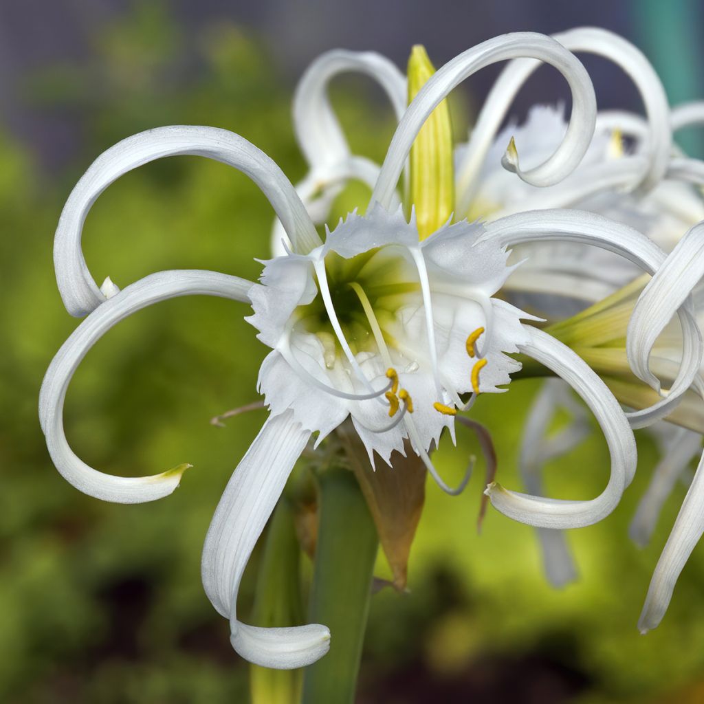 Hymenocallis festalis White - Lirio araña