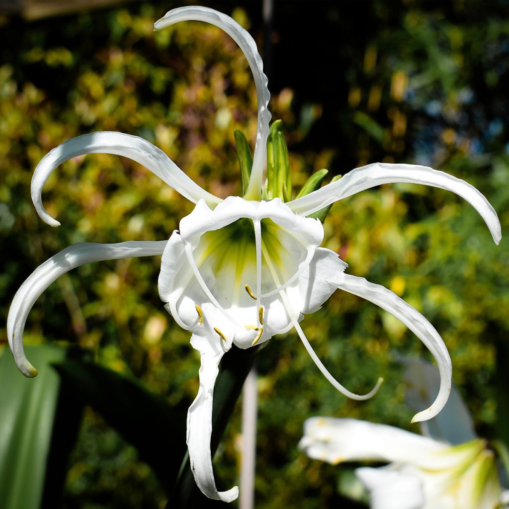 Hymenocallis festalis White - Lirio araña