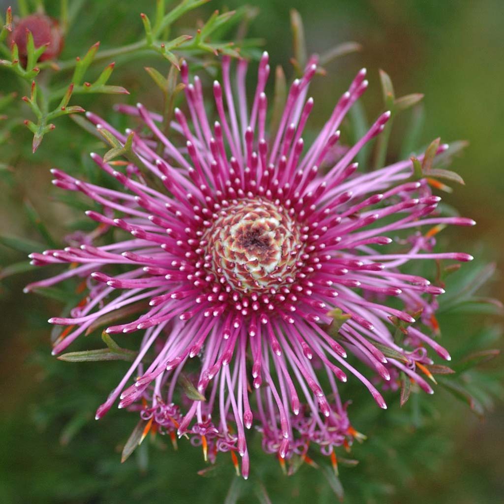 Isopogon formosus