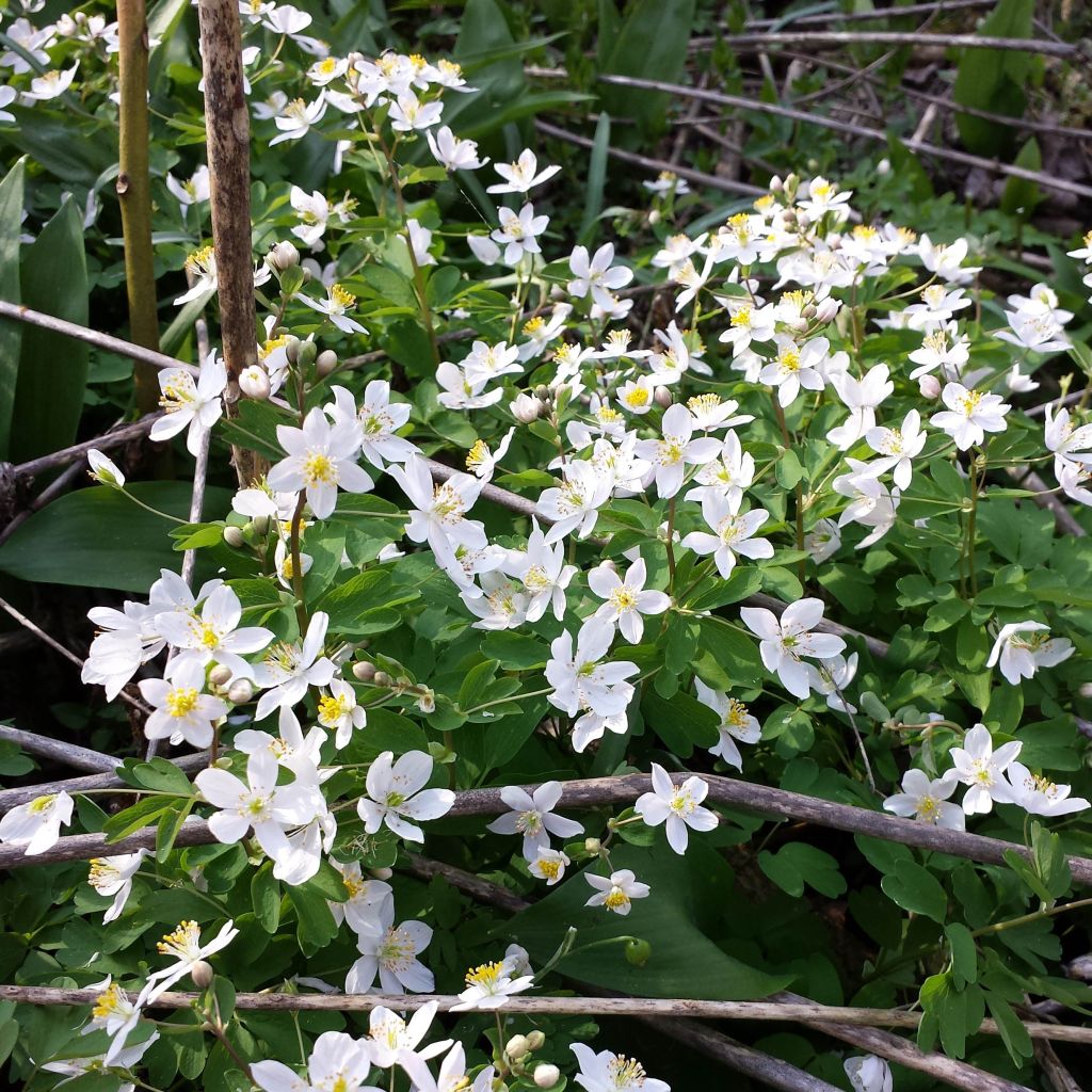 Isopyrum thalictroides