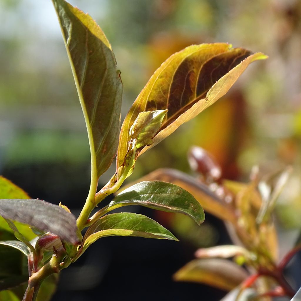 Itea virginica Henry's Garnet