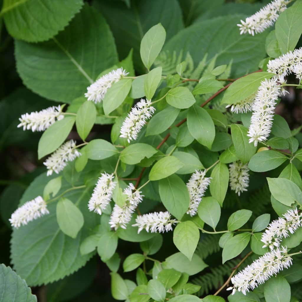 Itea virginica - Itea de Virginia