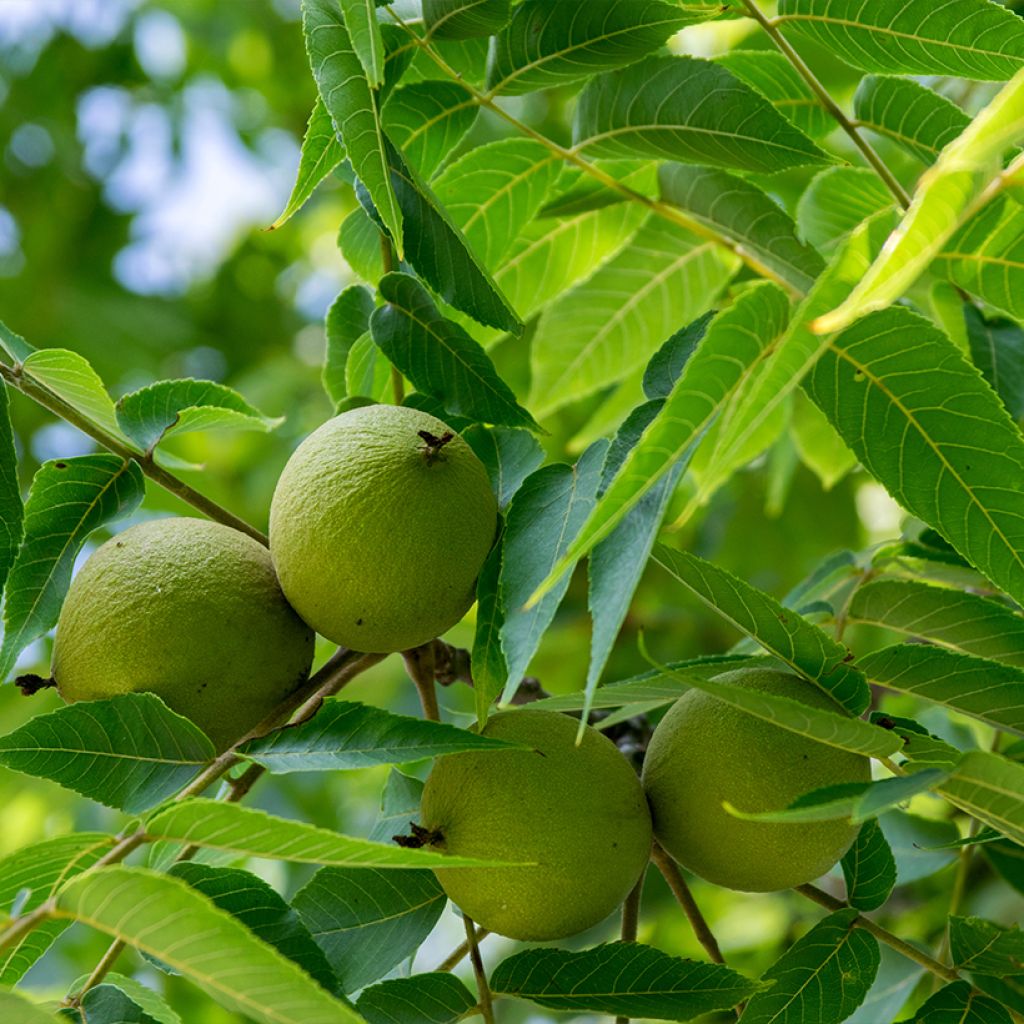 Nogal negro - Juglans nigra