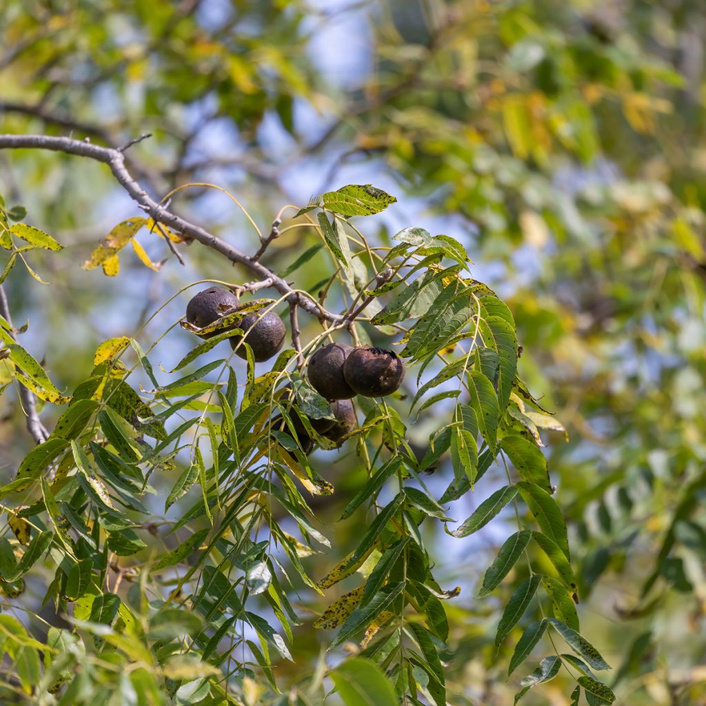 Nogal negro - Juglans nigra