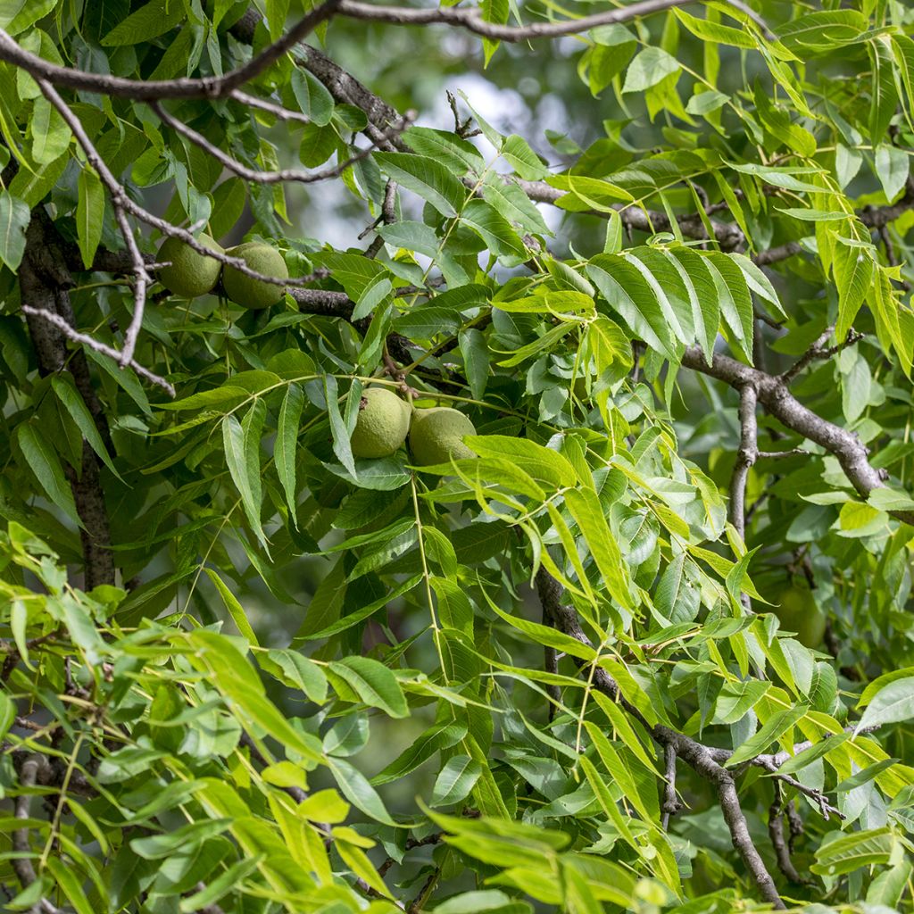 Nogal negro - Juglans nigra