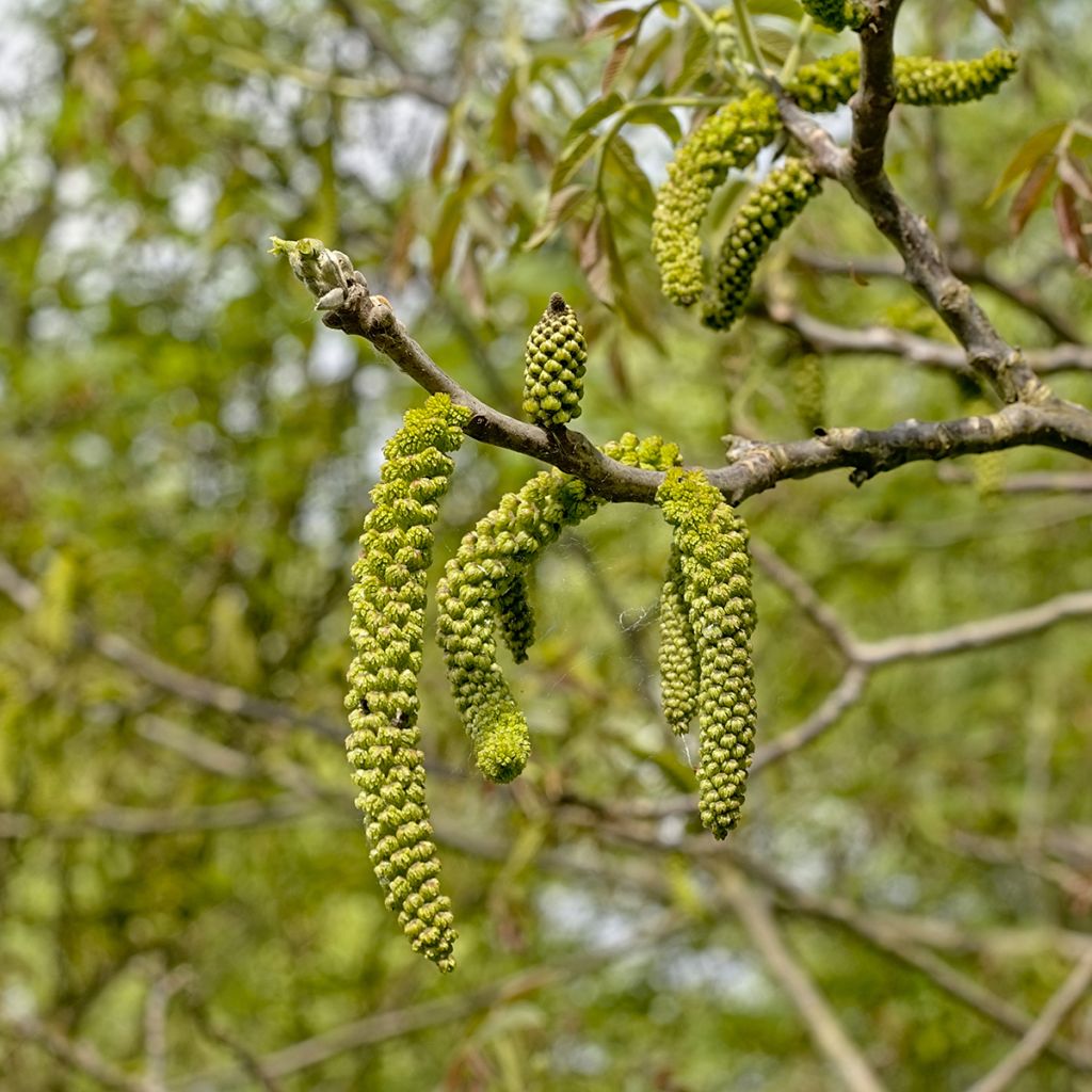 Nogal negro - Juglans nigra