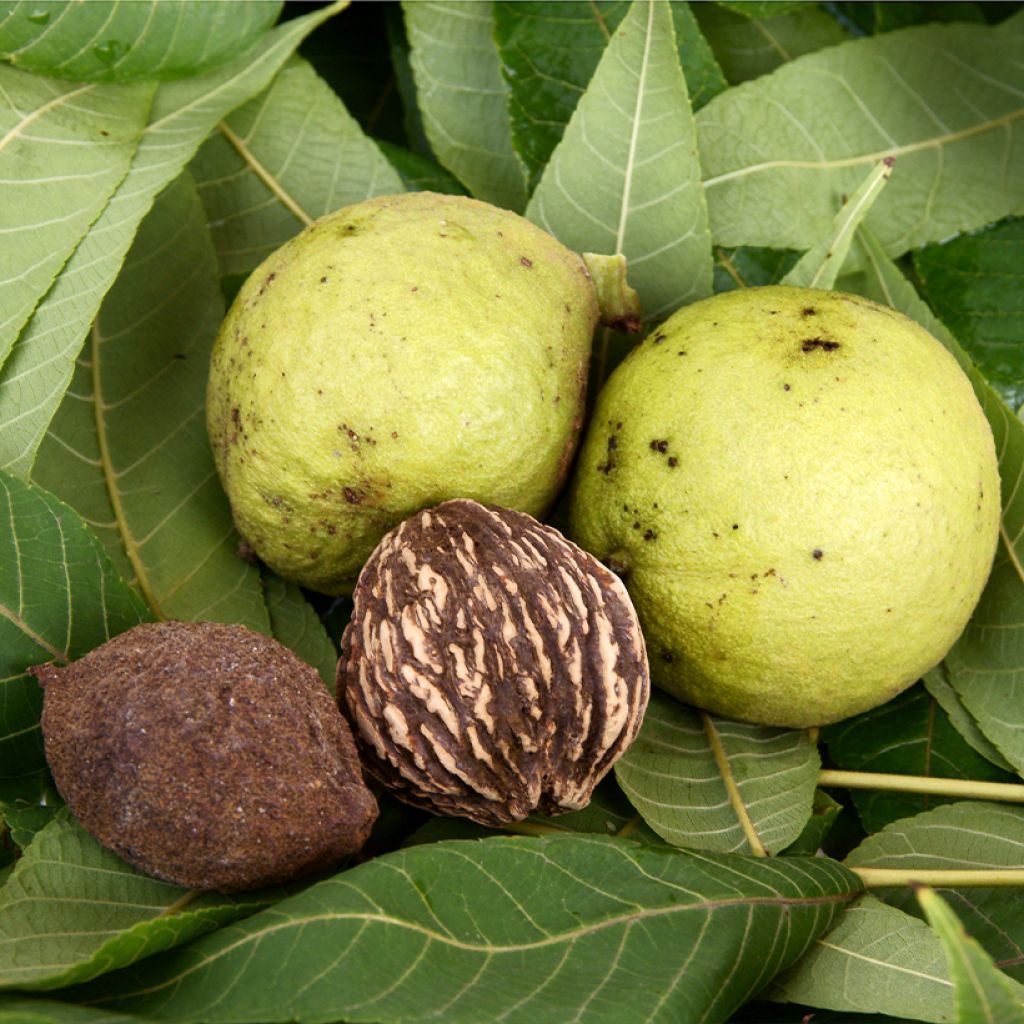 Nogal negro - Juglans nigra