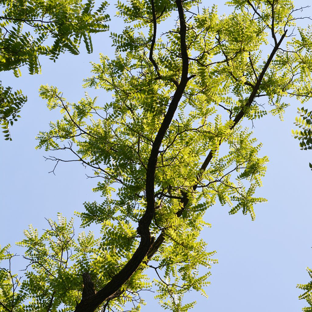 Nogal negro - Juglans nigra