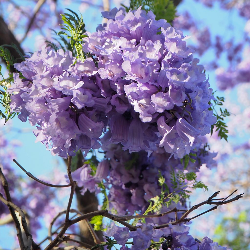 Jacaranda mimosifolia - Flamboyant bleu