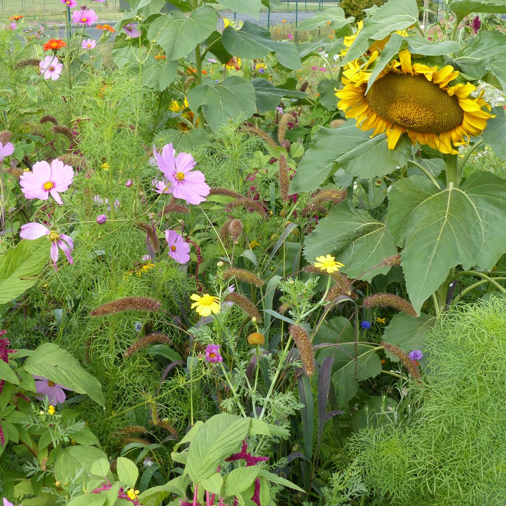 Jachère de fleurs pour Oiseaux - Origine France