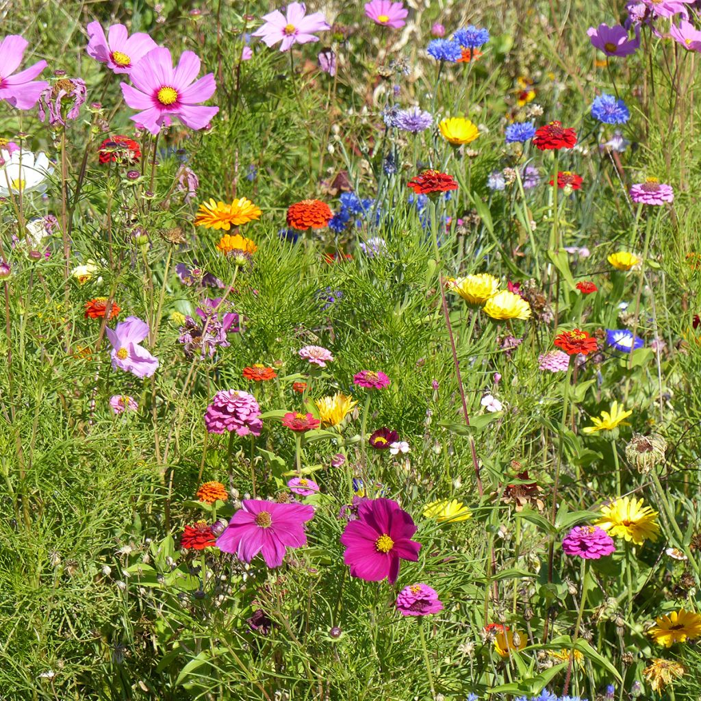 Jachère de fleurs courtes Belle France 