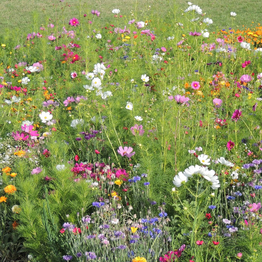 Jachère de fleurs hautes Couleurs de France production française