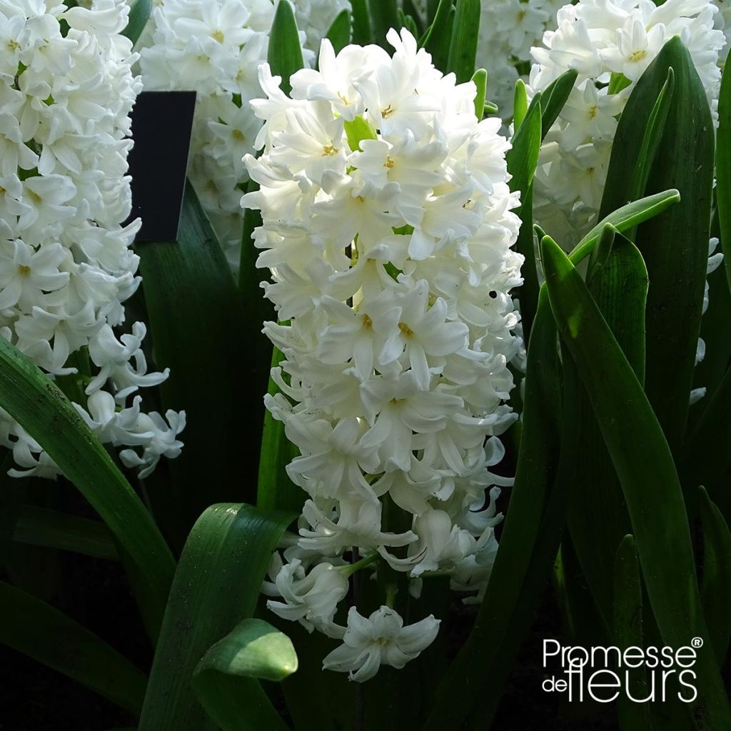 Jacinthe Aiolos blanche préparée pour le forçage