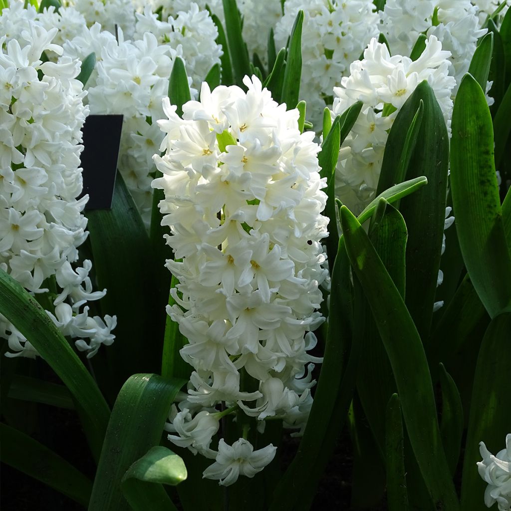 Jacinthe Aiolos blanche préparée pour le forçage