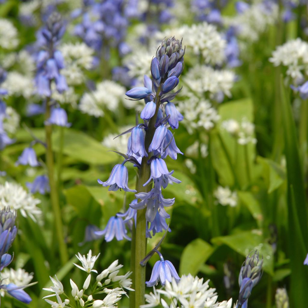 Jacinto de los bosques - Hyacinthoides hispanica