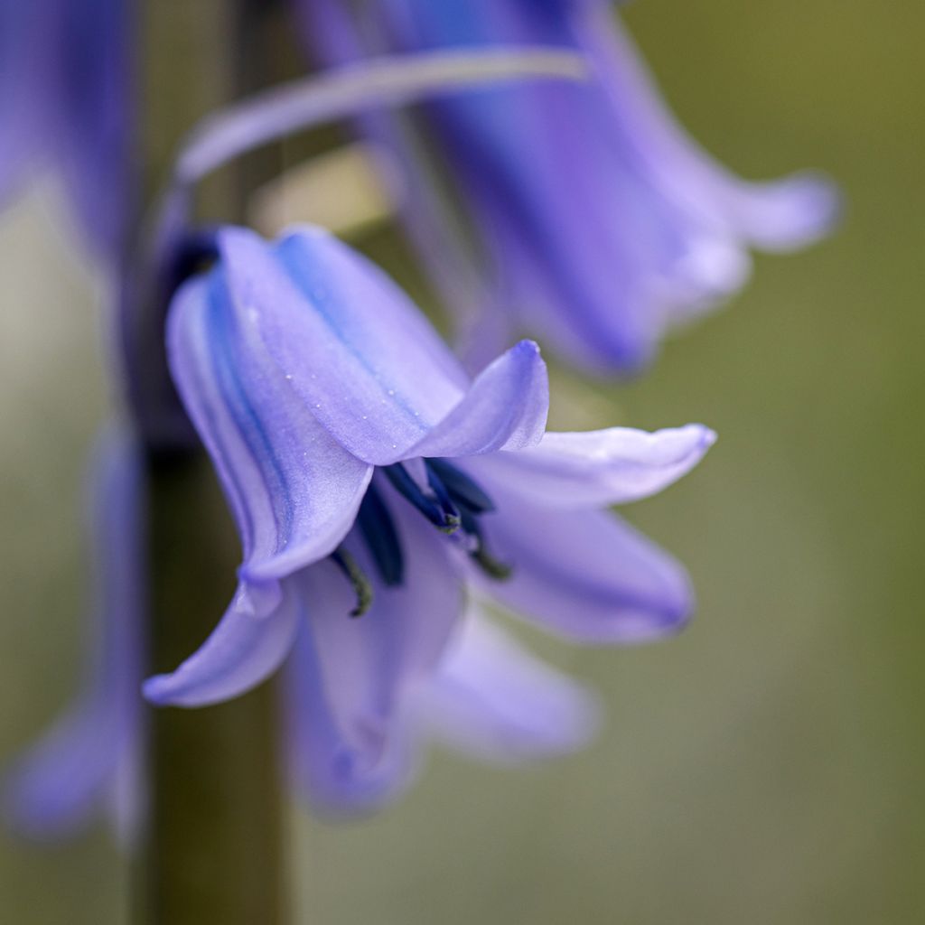 Jacinto de los bosques - Hyacinthoides hispanica