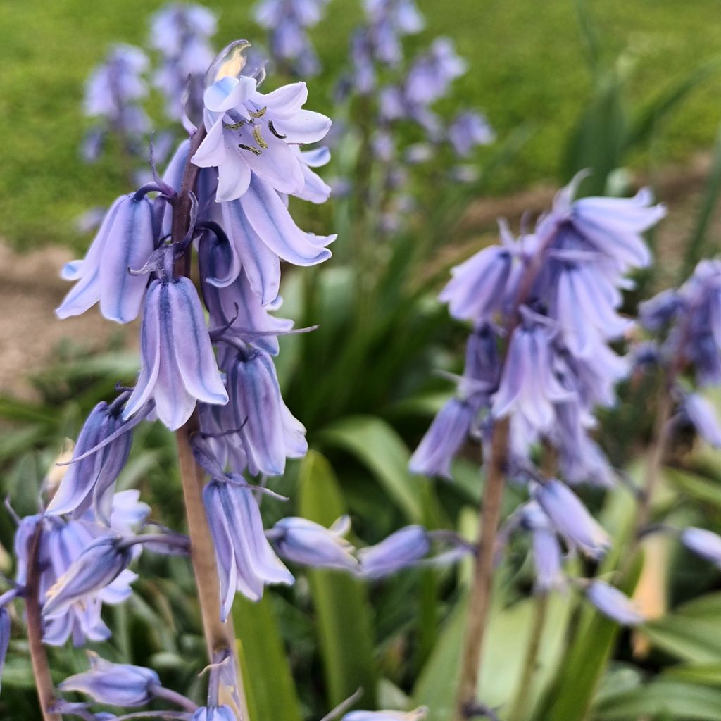 Jacinto de los bosques - Hyacinthoides hispanica