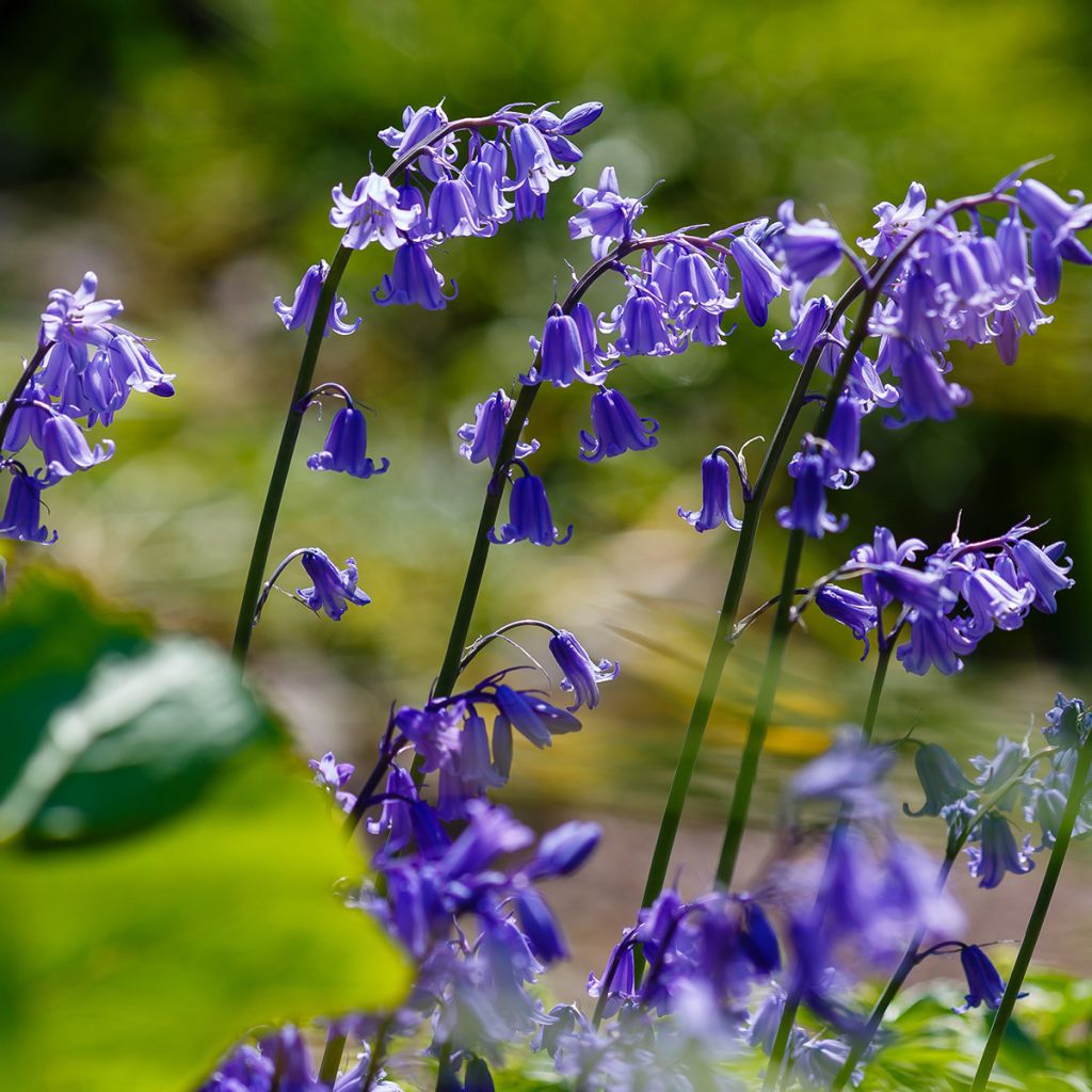 Jacinto de los bosques - Hyacinthoides hispanica